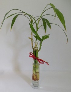 6. Lucky Bamboo in Le Meridian Vase