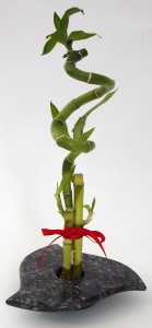 Lucky Bamboo